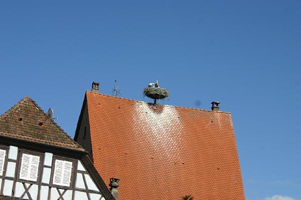 Ribeauville Störche.jpg